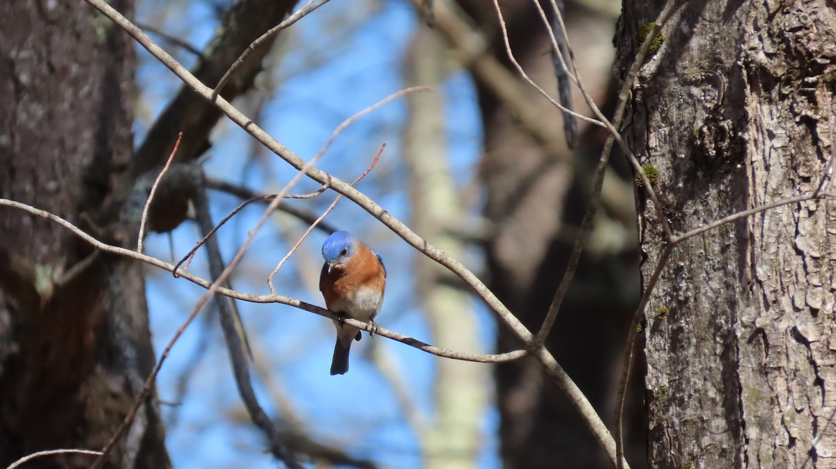 Eastern Bluebird - Daniel Jepson