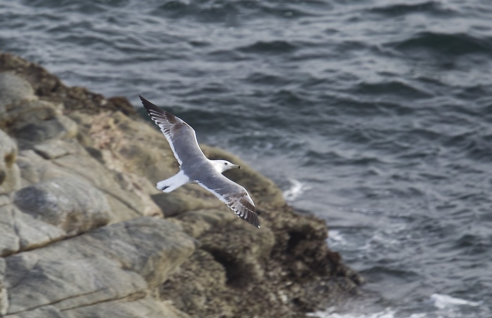 Lesser Black-backed Gull (Steppe) - ML551729131