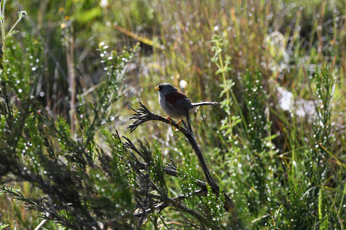 Rufous-backed Inca-Finch - ML551729291