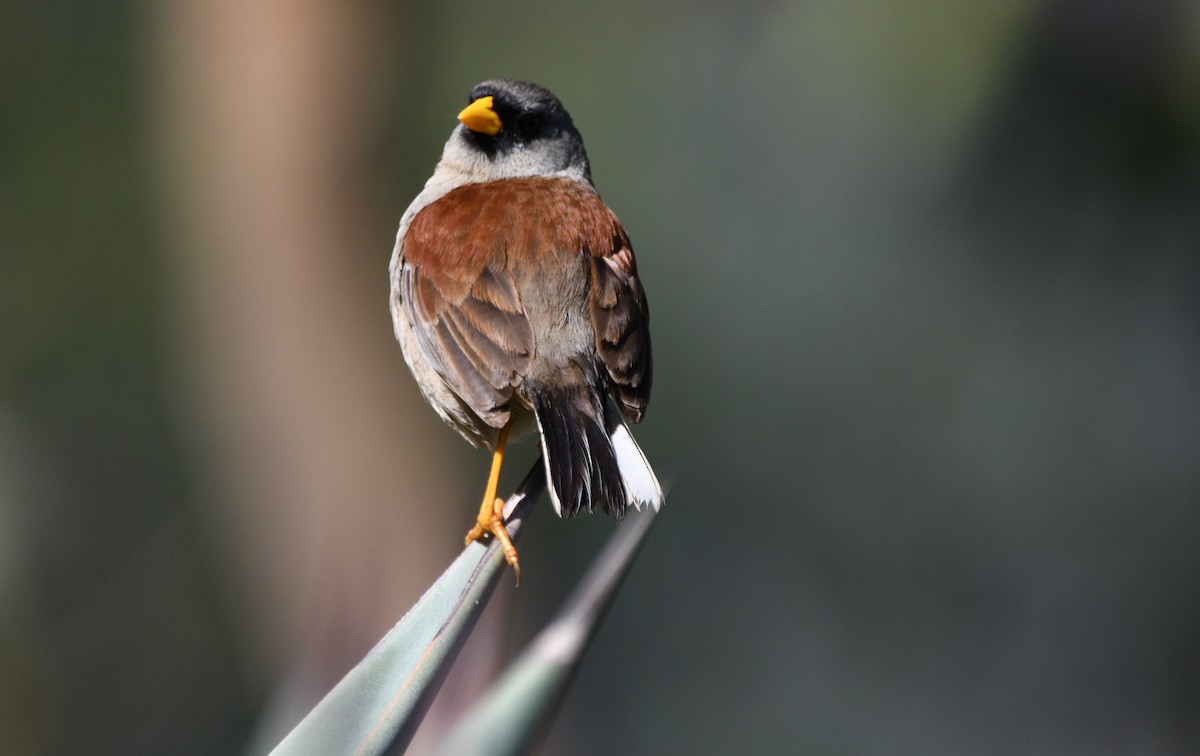 Rufous-backed Inca-Finch - ML551729681