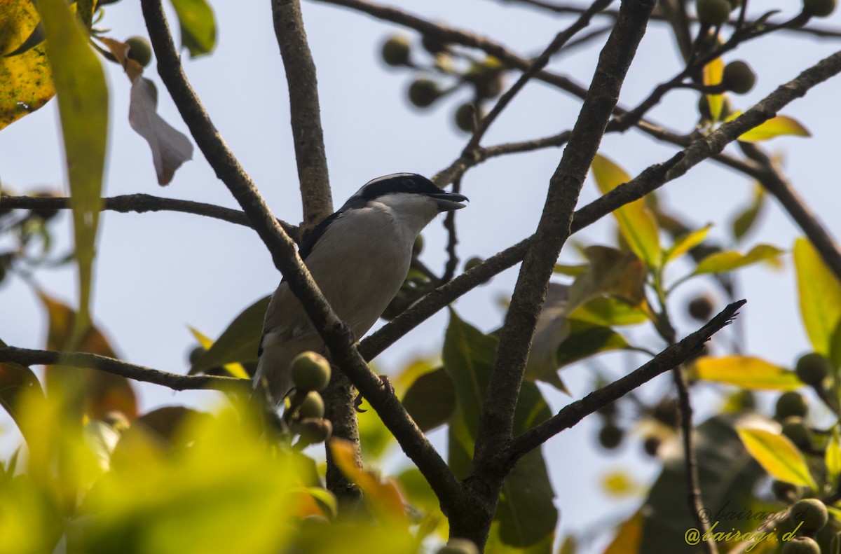 White-browed Shrike-Babbler (Himalayan) - ML551729771