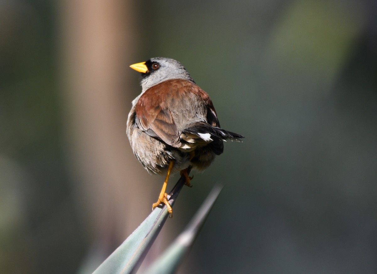 Rufous-backed Inca-Finch - ML551729971