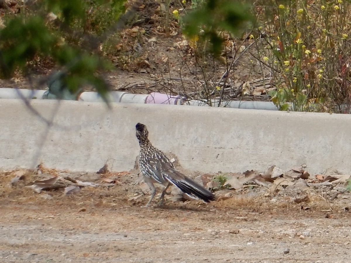 Greater Roadrunner - Peter Paul