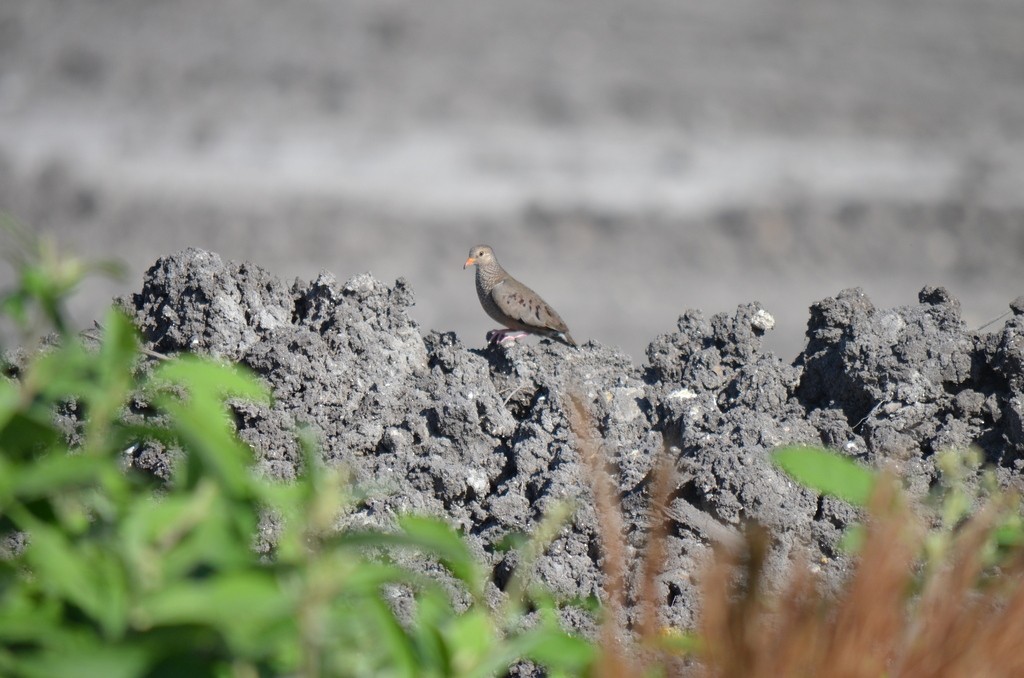 Common Ground Dove - ML551731871
