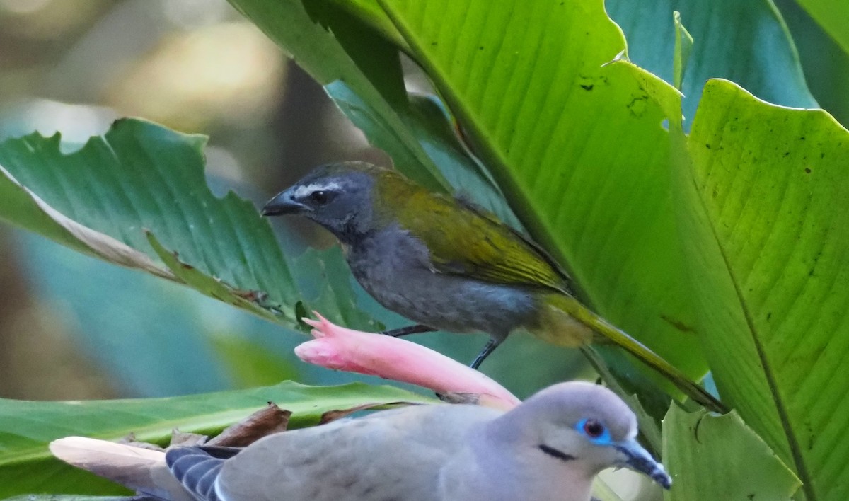 Buff-throated Saltator - Bob Brereton