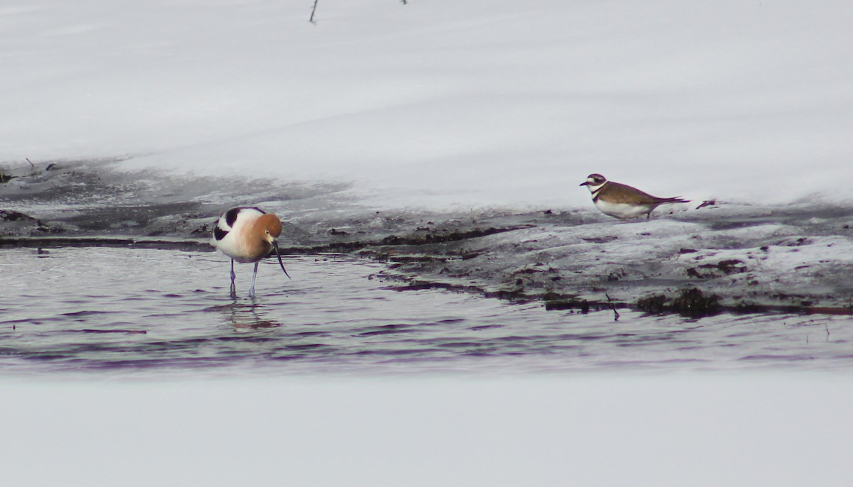 Avoceta Americana - ML551733191