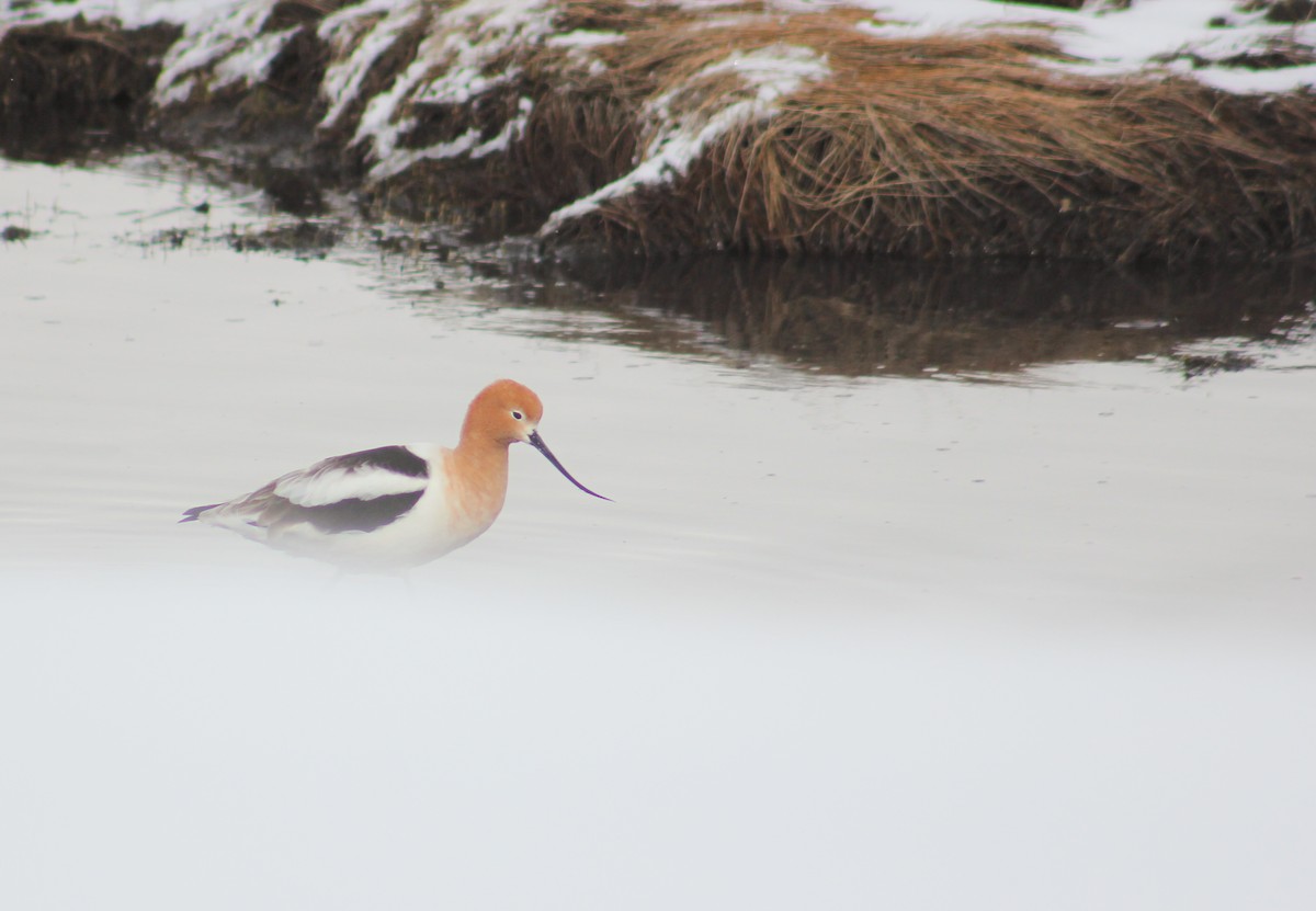 Avoceta Americana - ML551733201