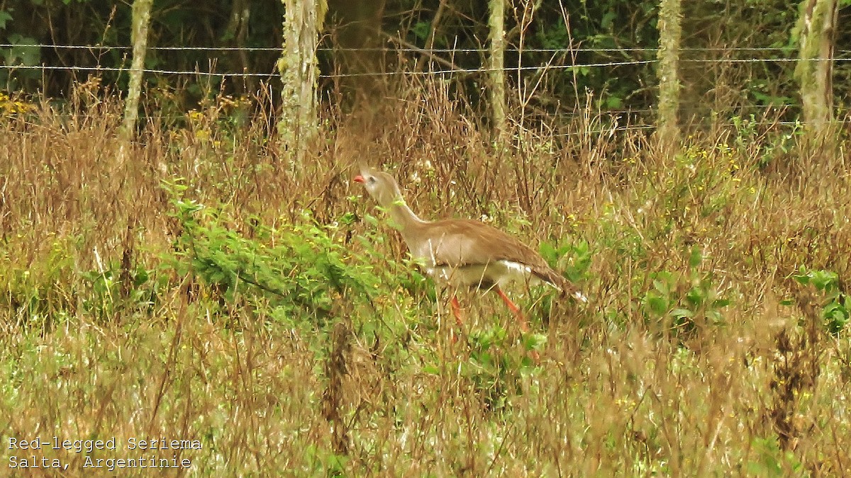 Red-legged Seriema - ML551733991