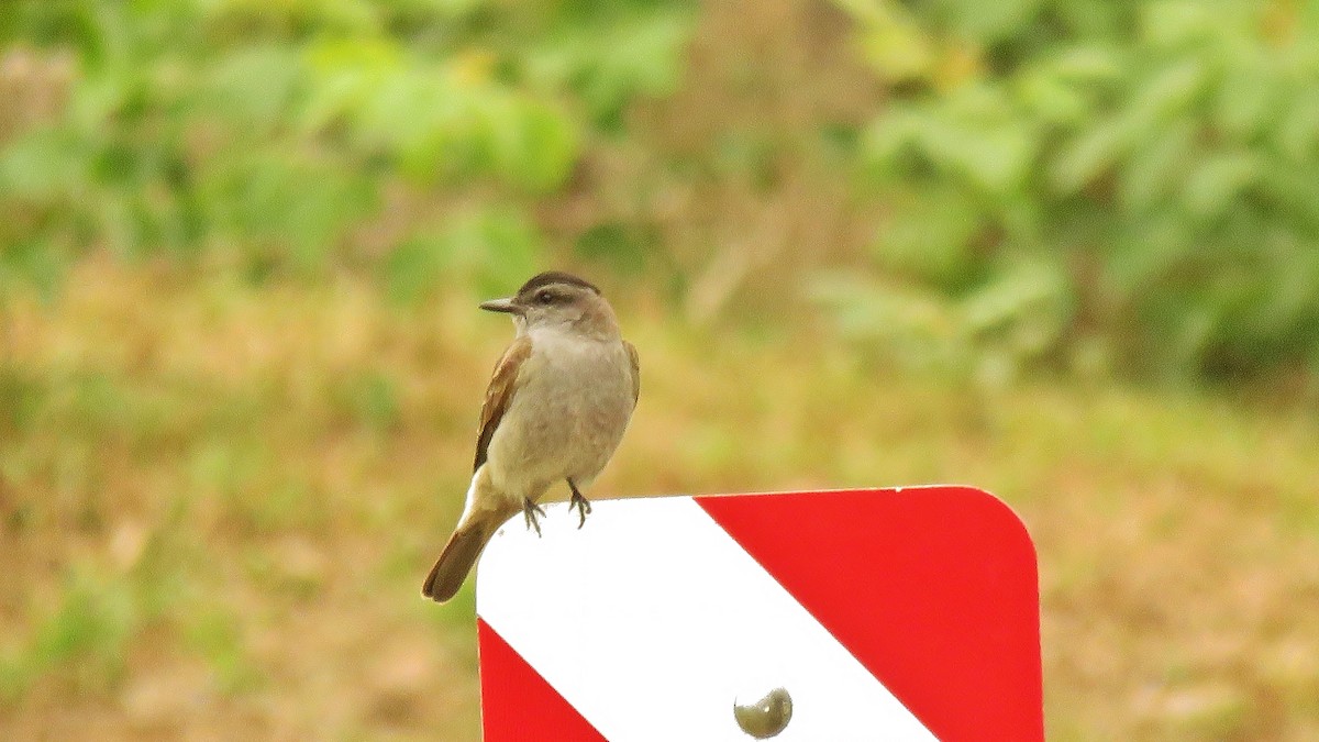 Crowned Slaty Flycatcher - ML551734531