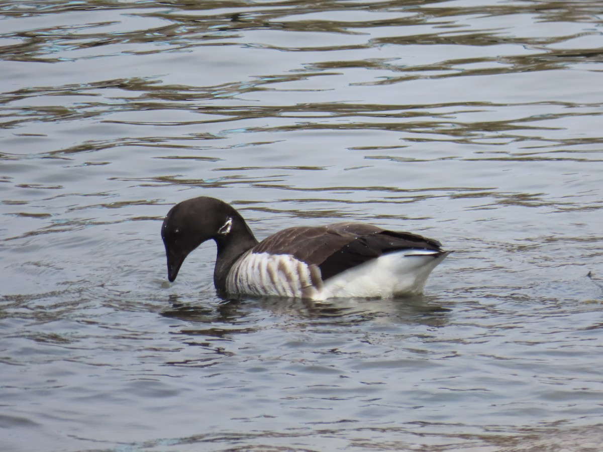 Чёрная казарка - ML551734571