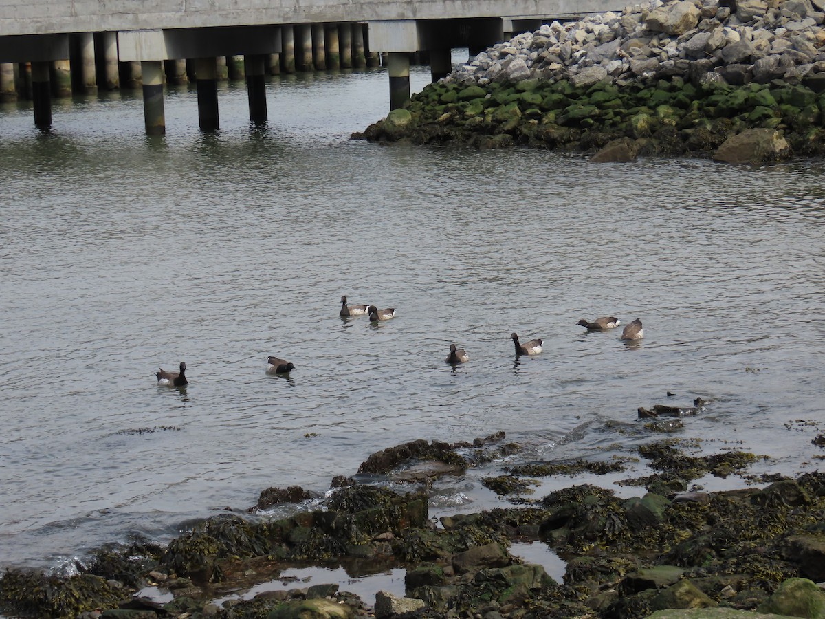 Чёрная казарка - ML551734581