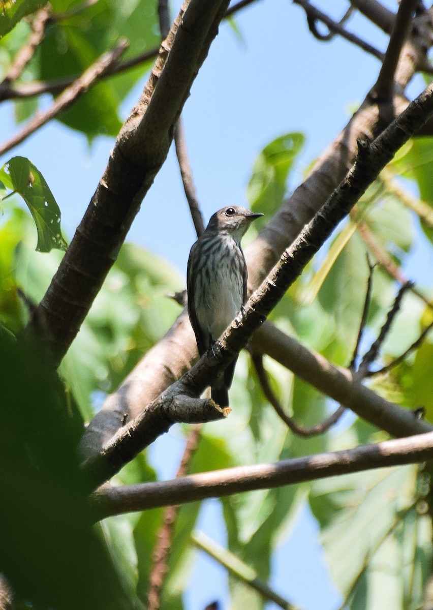 Gray-streaked Flycatcher - ML55173531