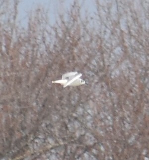 Mouette de Bonaparte - ML551736161