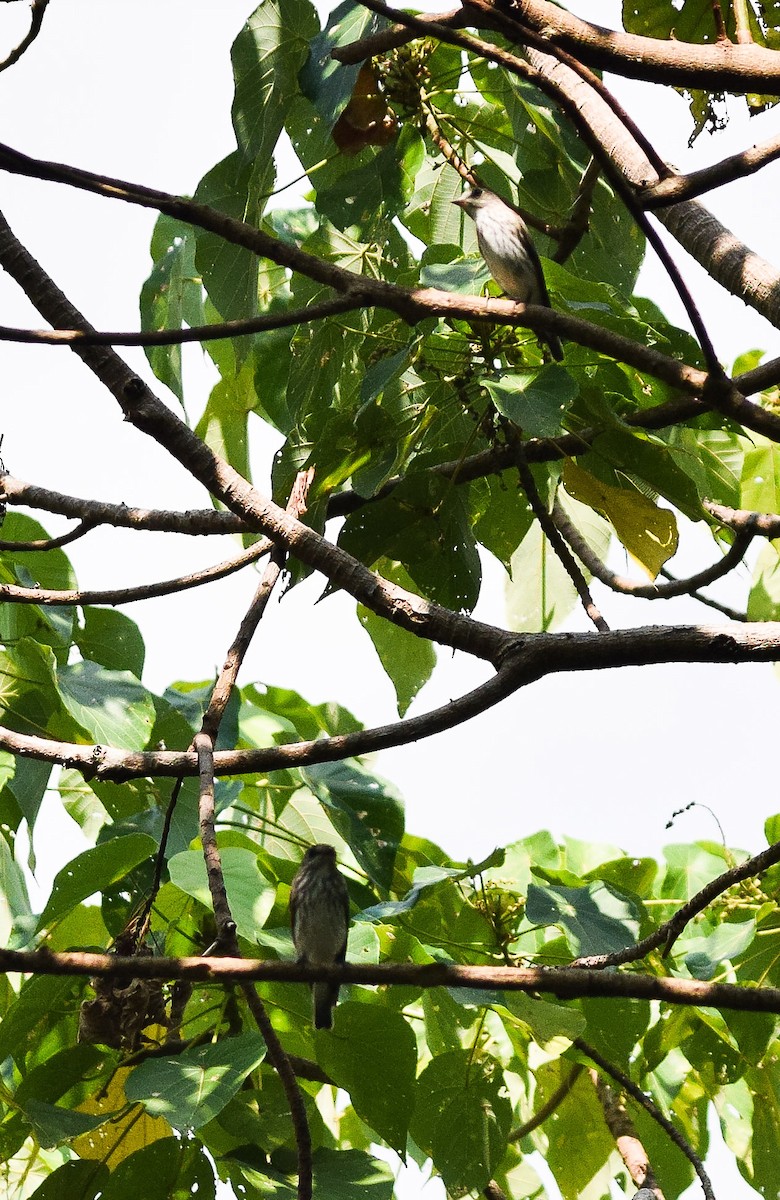 Gray-streaked Flycatcher - ML55173641