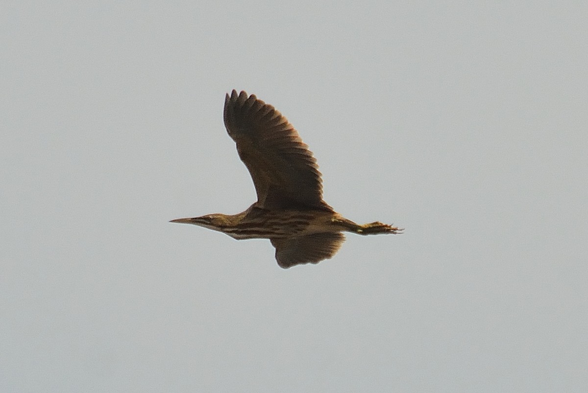 American Bittern - ML55173671