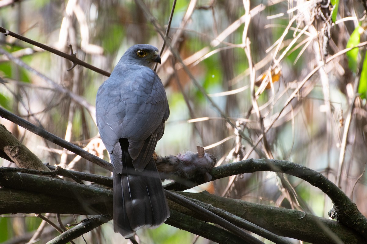 African Goshawk (Eastern) - ML551738461