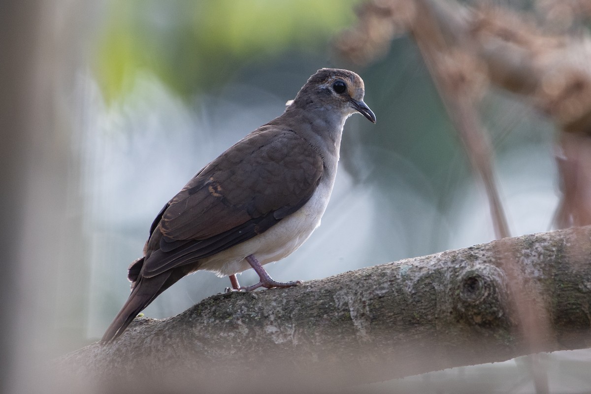 Tambourine Dove - ML551738621