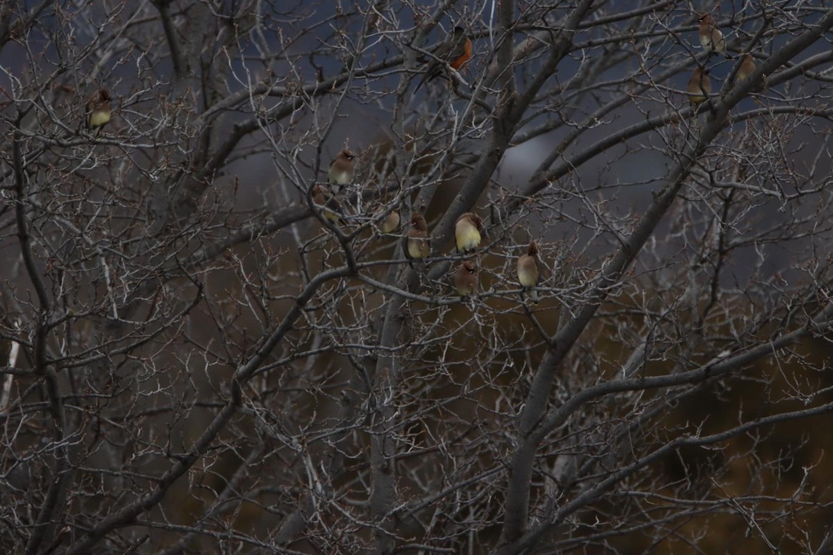 Cedar Waxwing - ML551739781