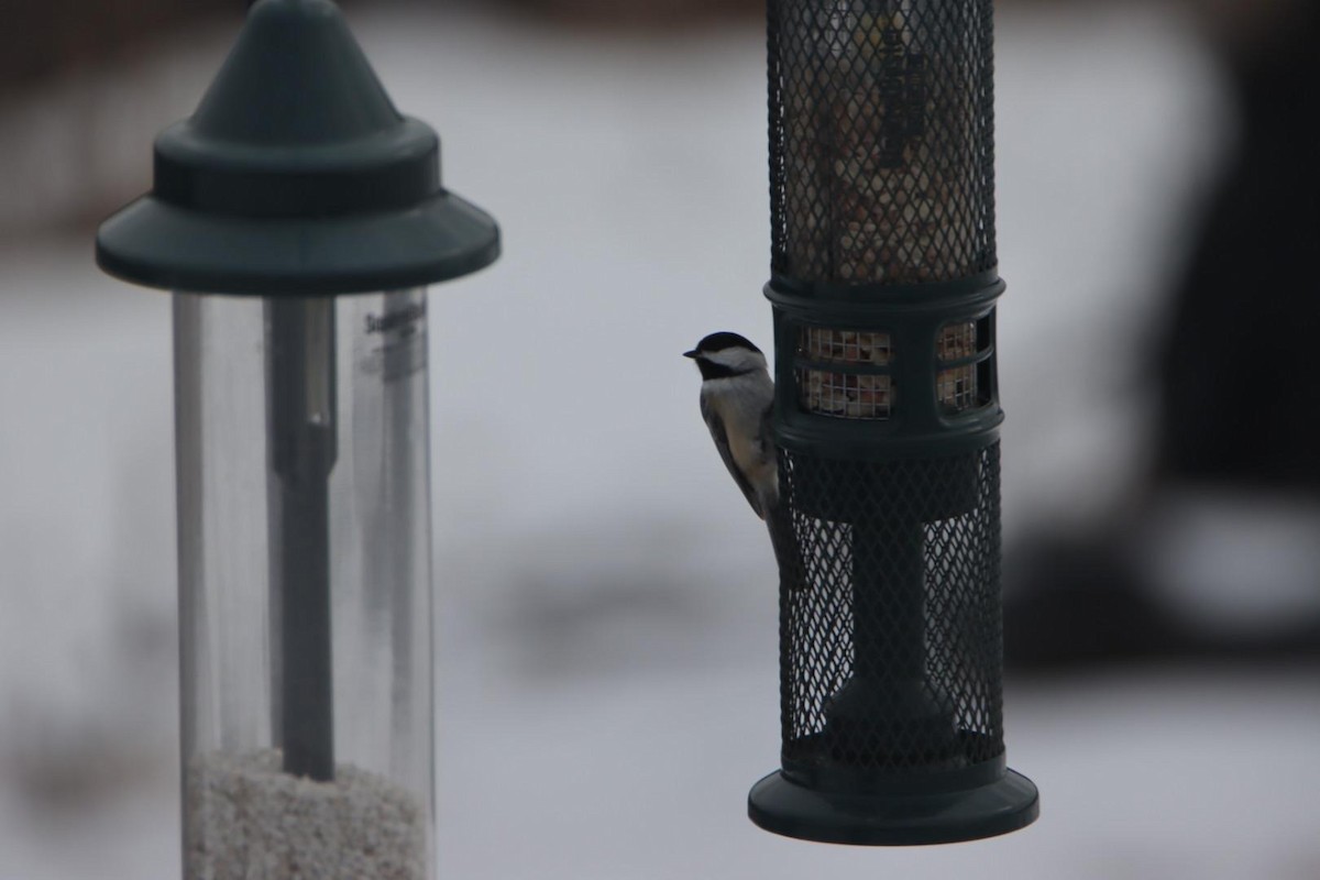 Black-capped Chickadee - ML551739911