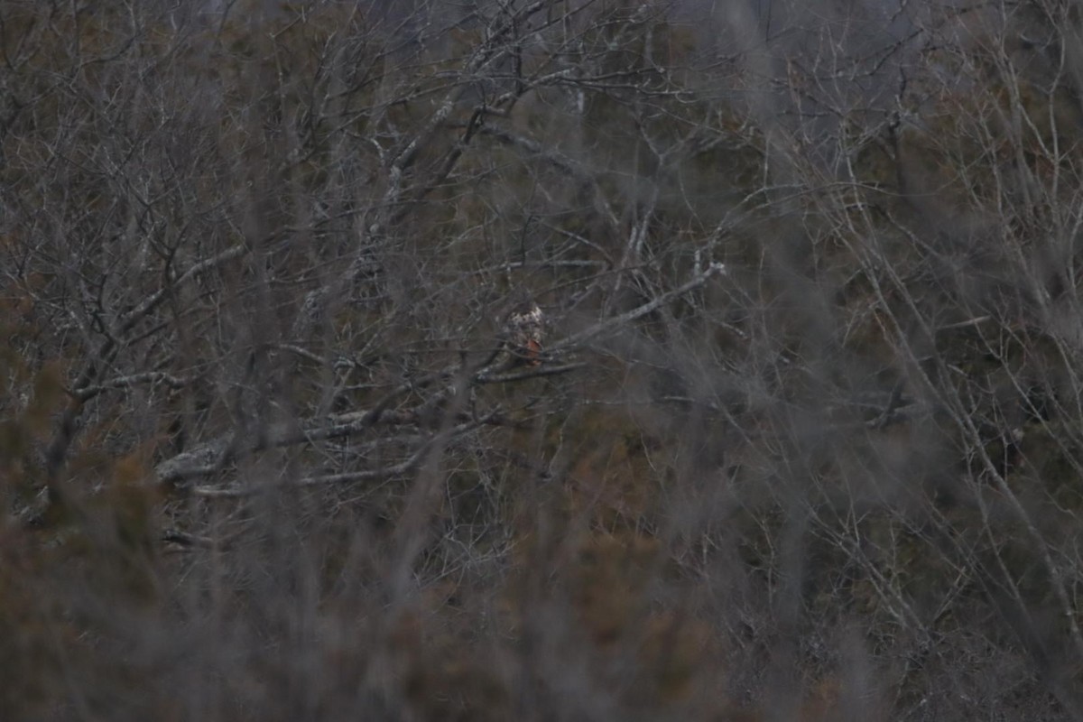 Red-tailed Hawk - ML551739941