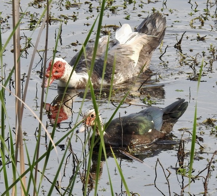 Muscovy Duck (Domestic type) - ML551740241