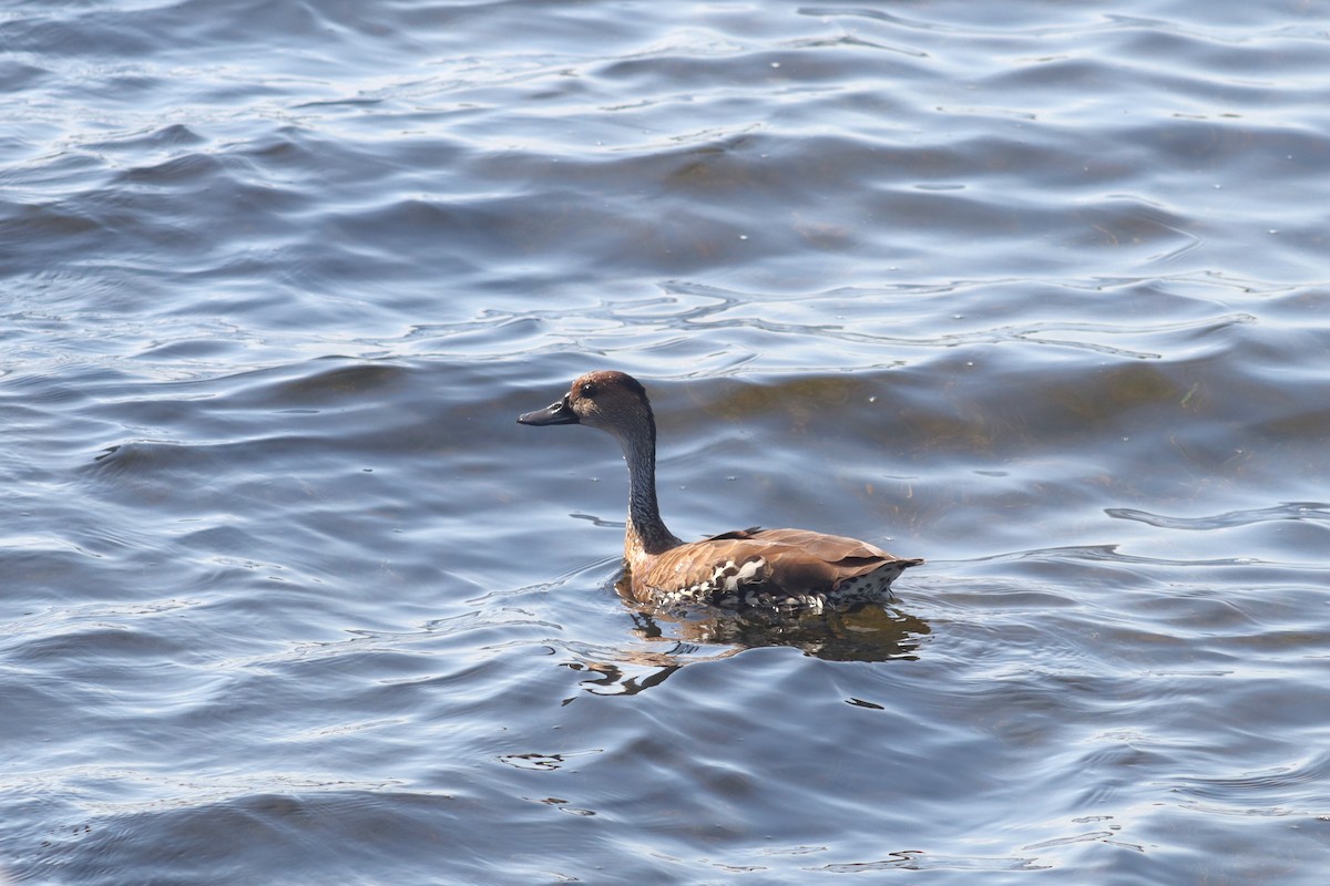 Dendrocygne des Antilles - ML551741781