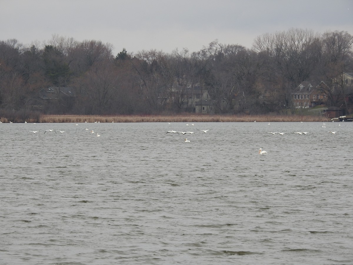 American White Pelican - ML551741851