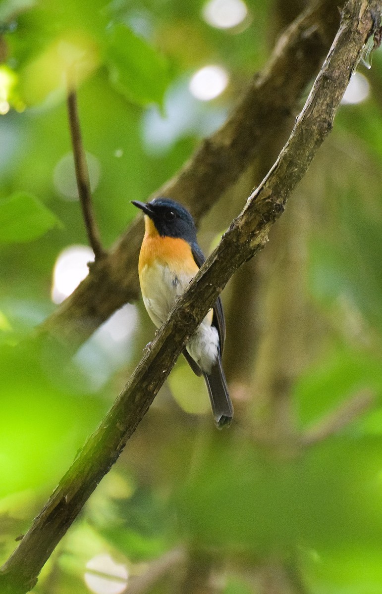 Mangrove Blue Flycatcher - ML55174241