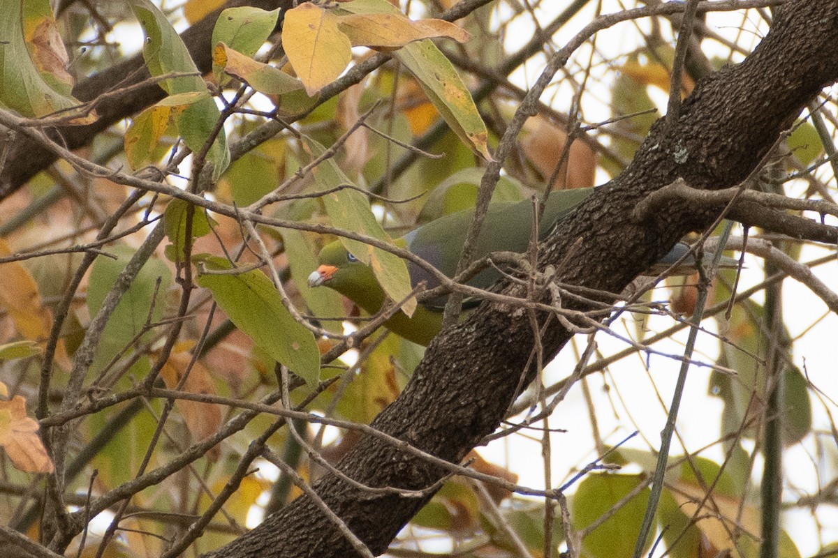 African Green-Pigeon - ML551742611