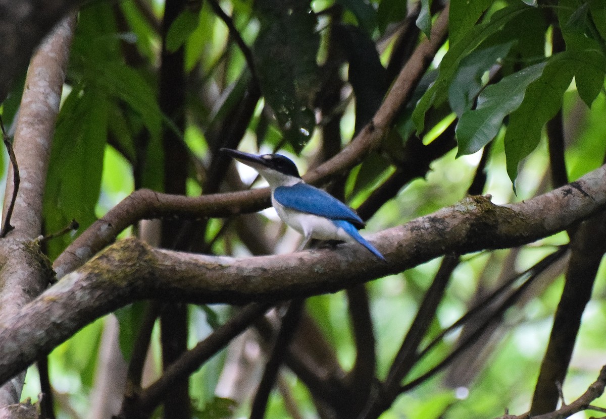 Collared Kingfisher - Mhark Gatela