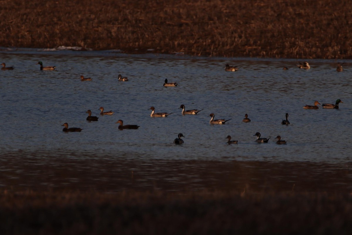 Northern Pintail - Remus James