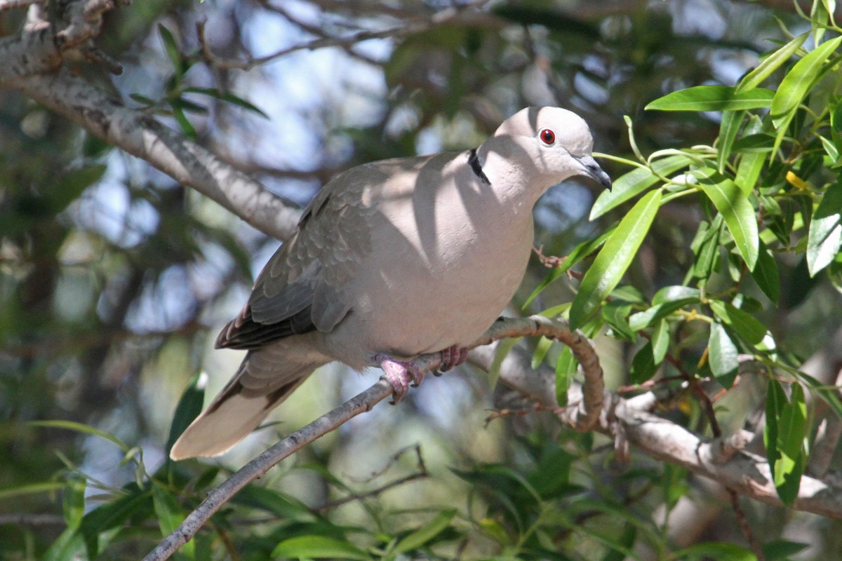 Eurasian Collared-Dove - ML55174341