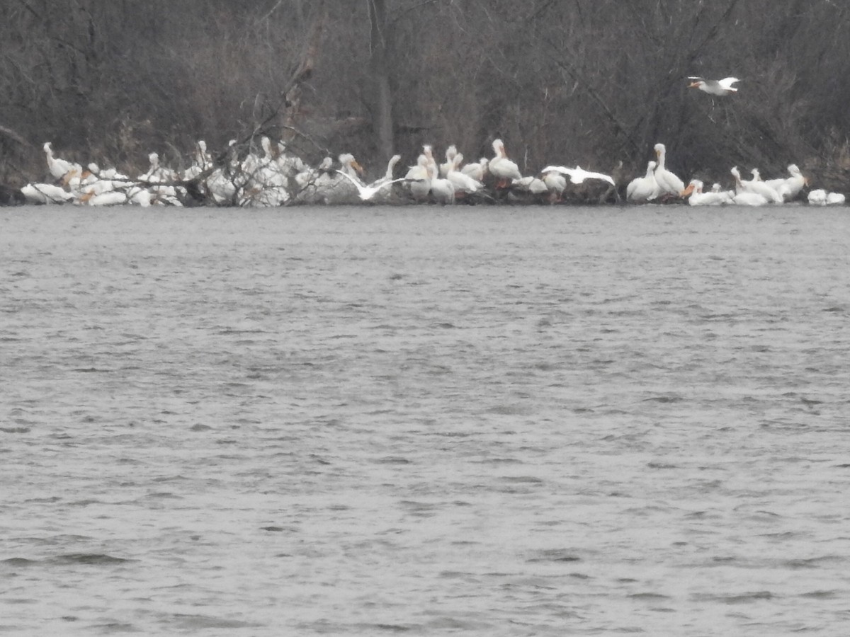 American White Pelican - ML551743811