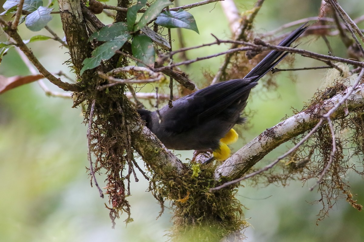 Yellow-thighed Brushfinch - Maciej Kowalski