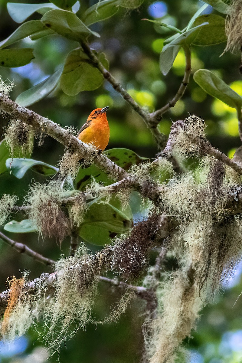 Flame-colored Tanager - ML551745111