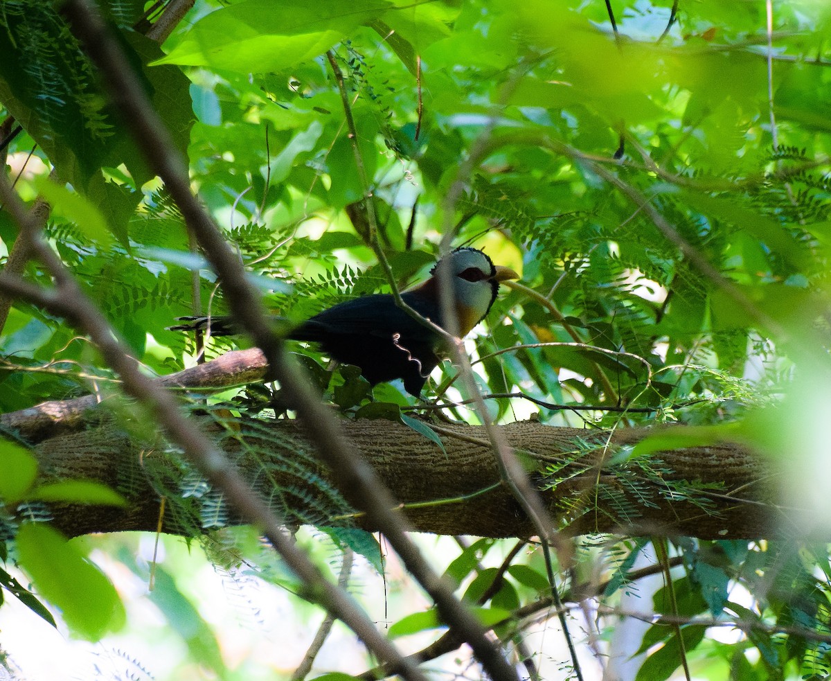 Scale-feathered Malkoha - ML55174621