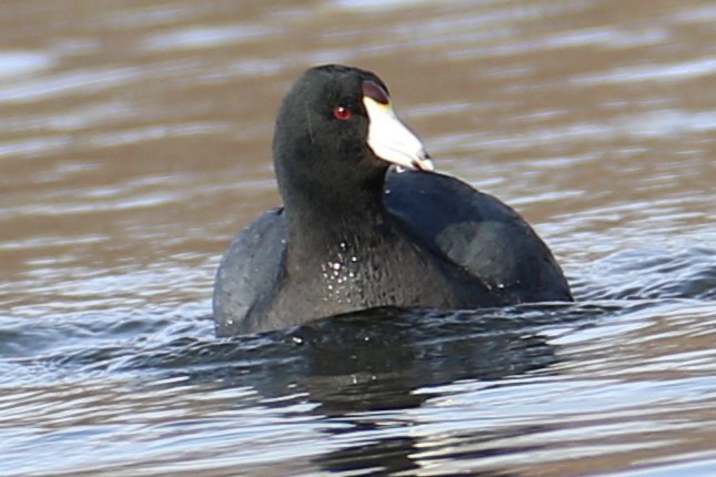 Foulque d'Amérique - ML551746741