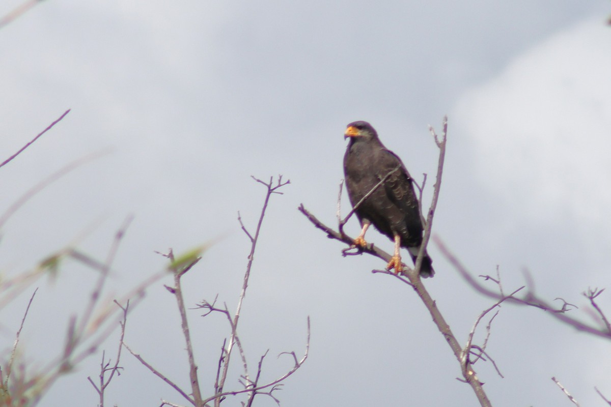 Cuban Black Hawk - ML551747151