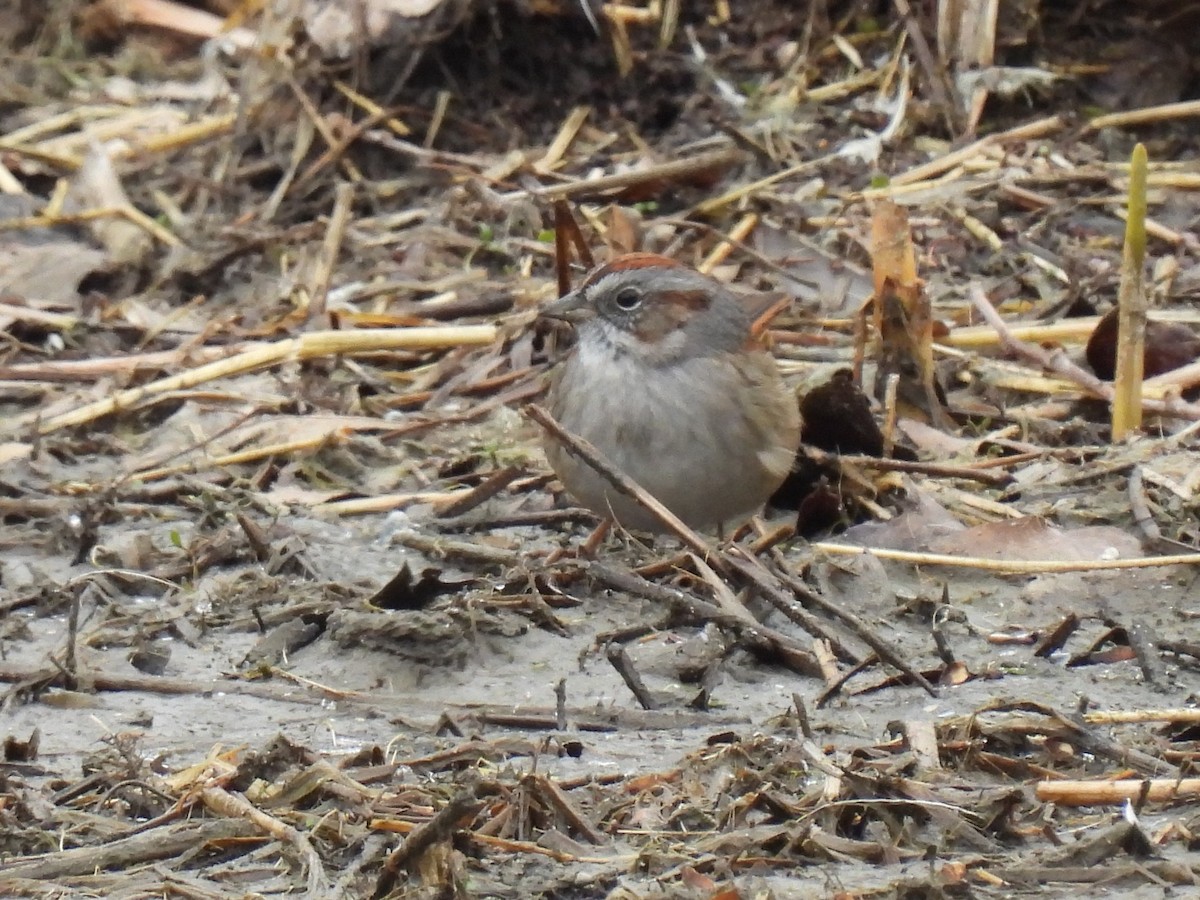 Swamp Sparrow - ML551747351