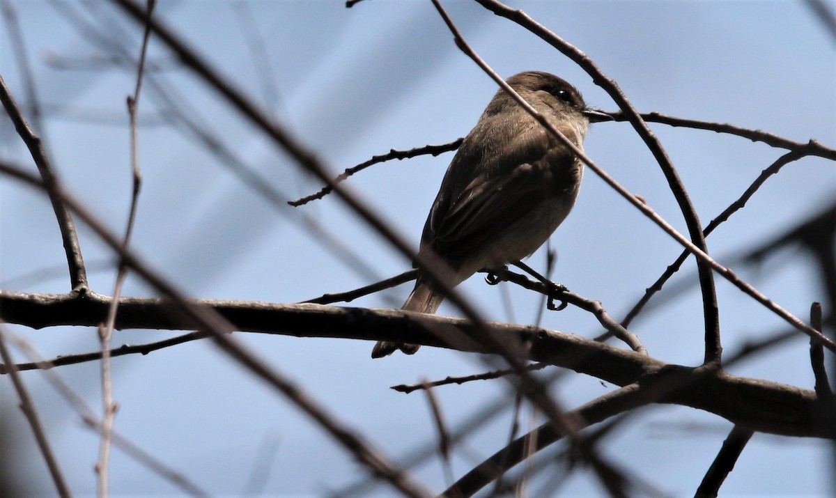 Eastern Phoebe - ML551748231