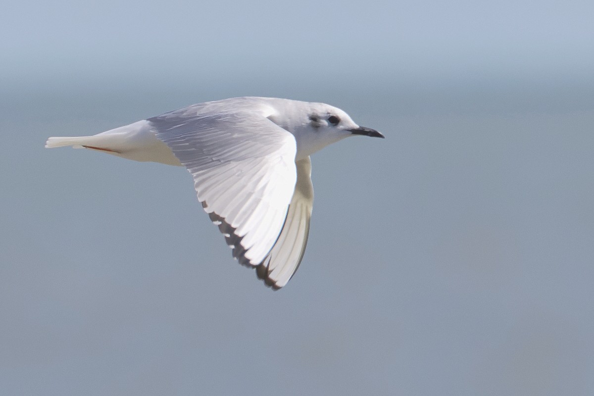 Bonaparte's Gull - ML551748571