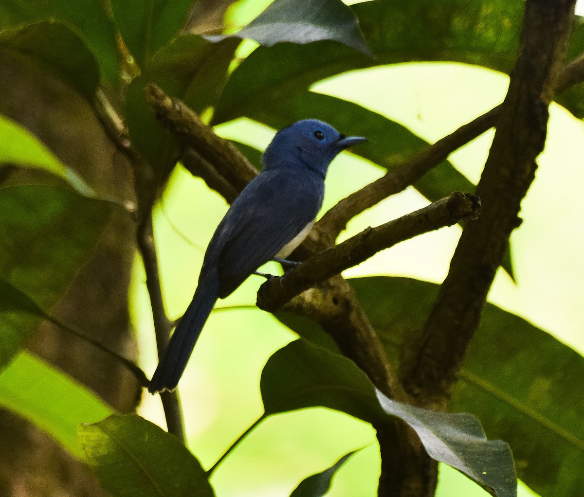 Black-naped Monarch - ML55174901