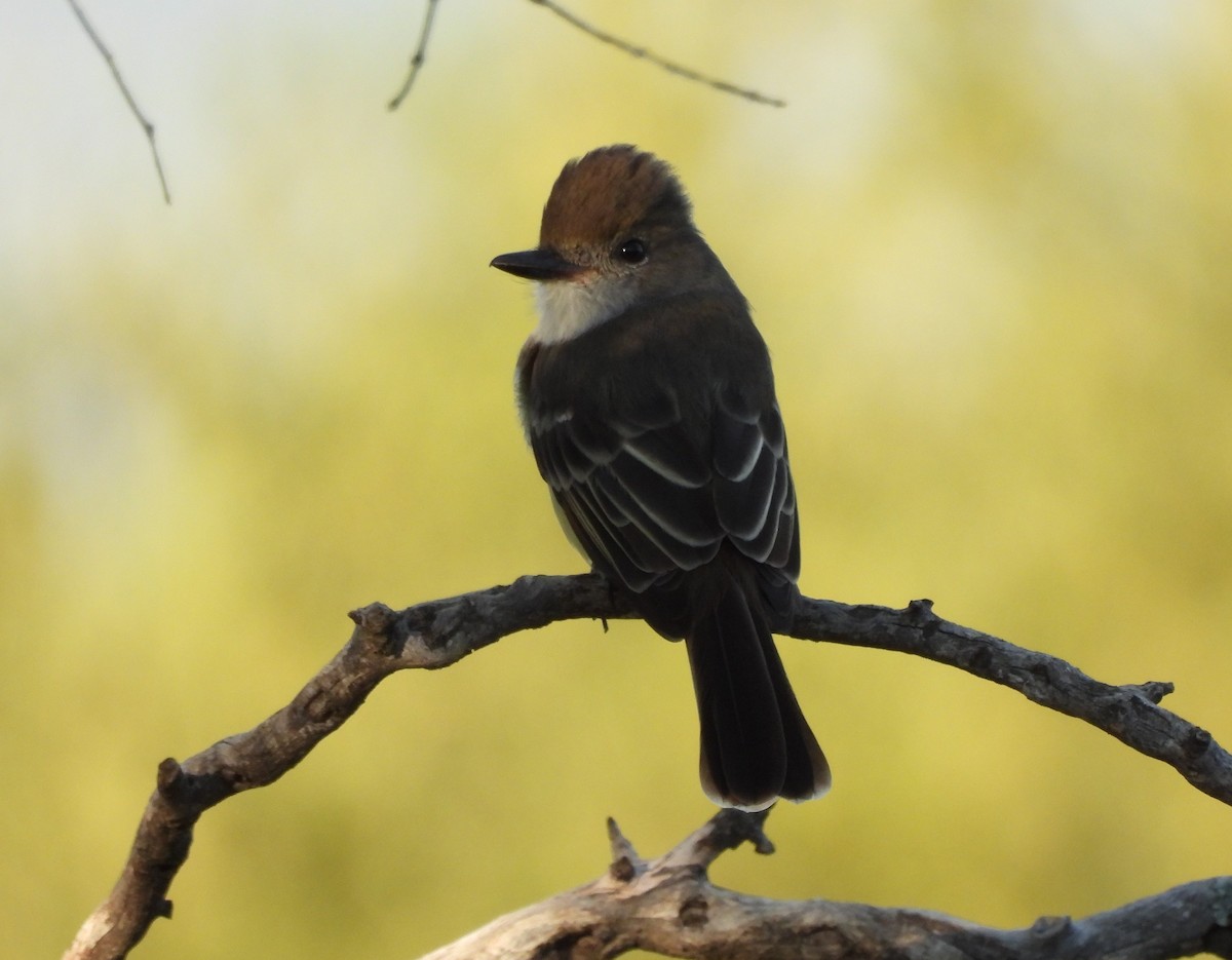 Brown-crested Flycatcher - ML551749511