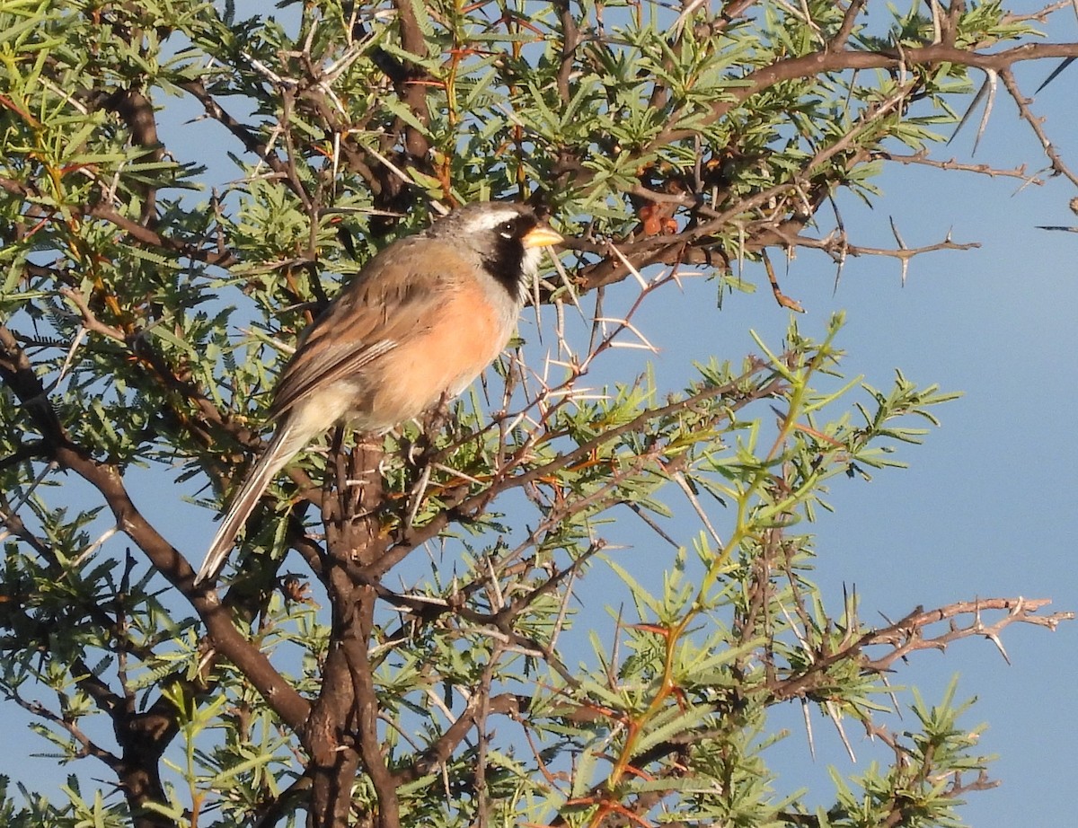 Many-colored Chaco Finch - ML551749941