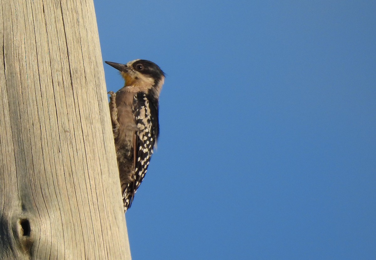 White-fronted Woodpecker - John Toldi