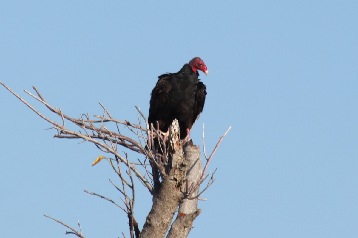 Turkey Vulture - Greg Laverty