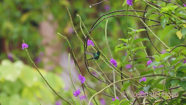 kolibřík trnoocasý - ML551751691