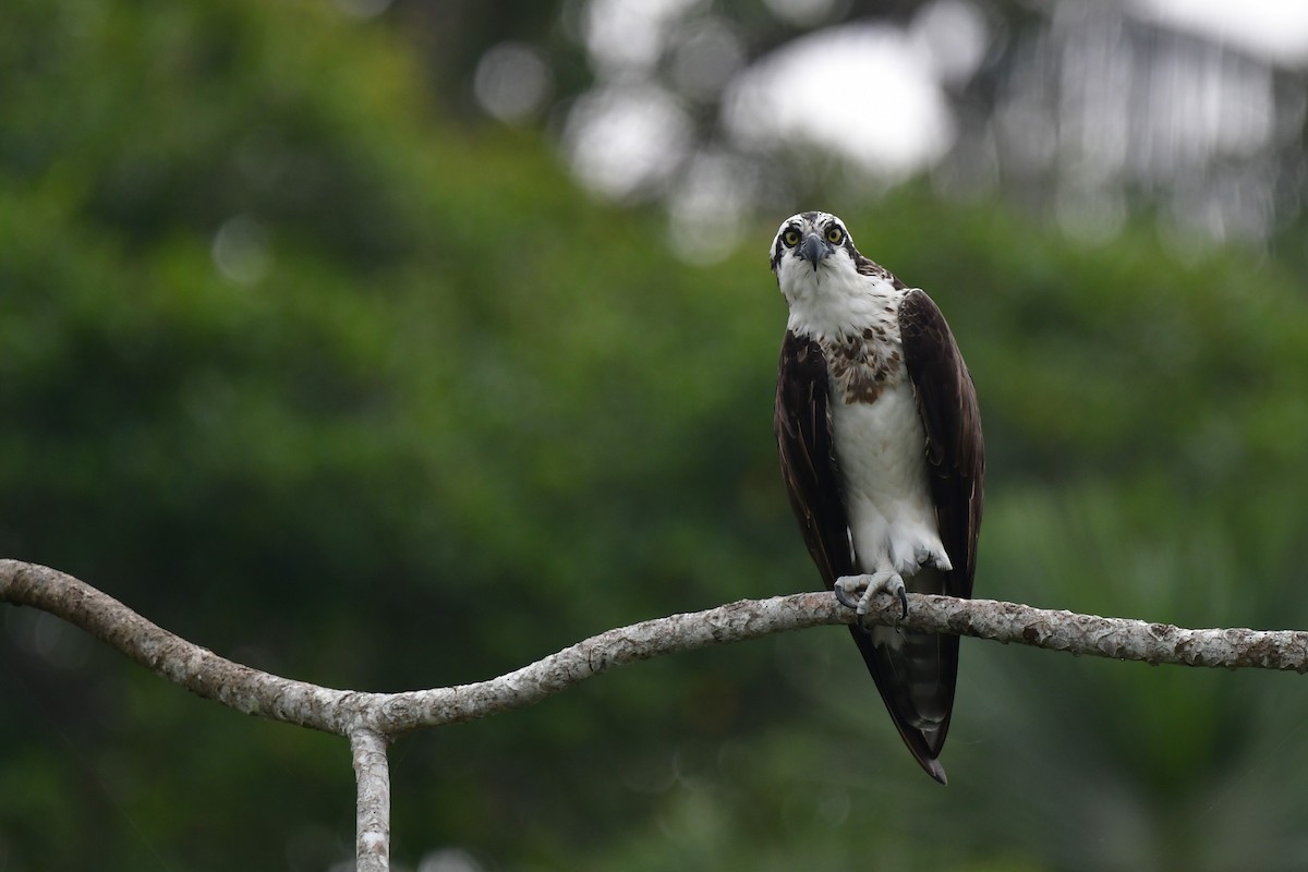 Osprey - Kelig Gourvennec