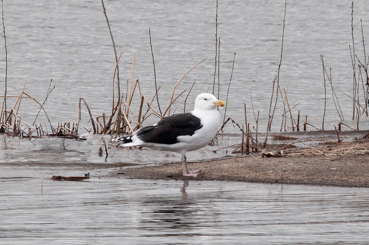 Great Black-backed Gull - ML55175221