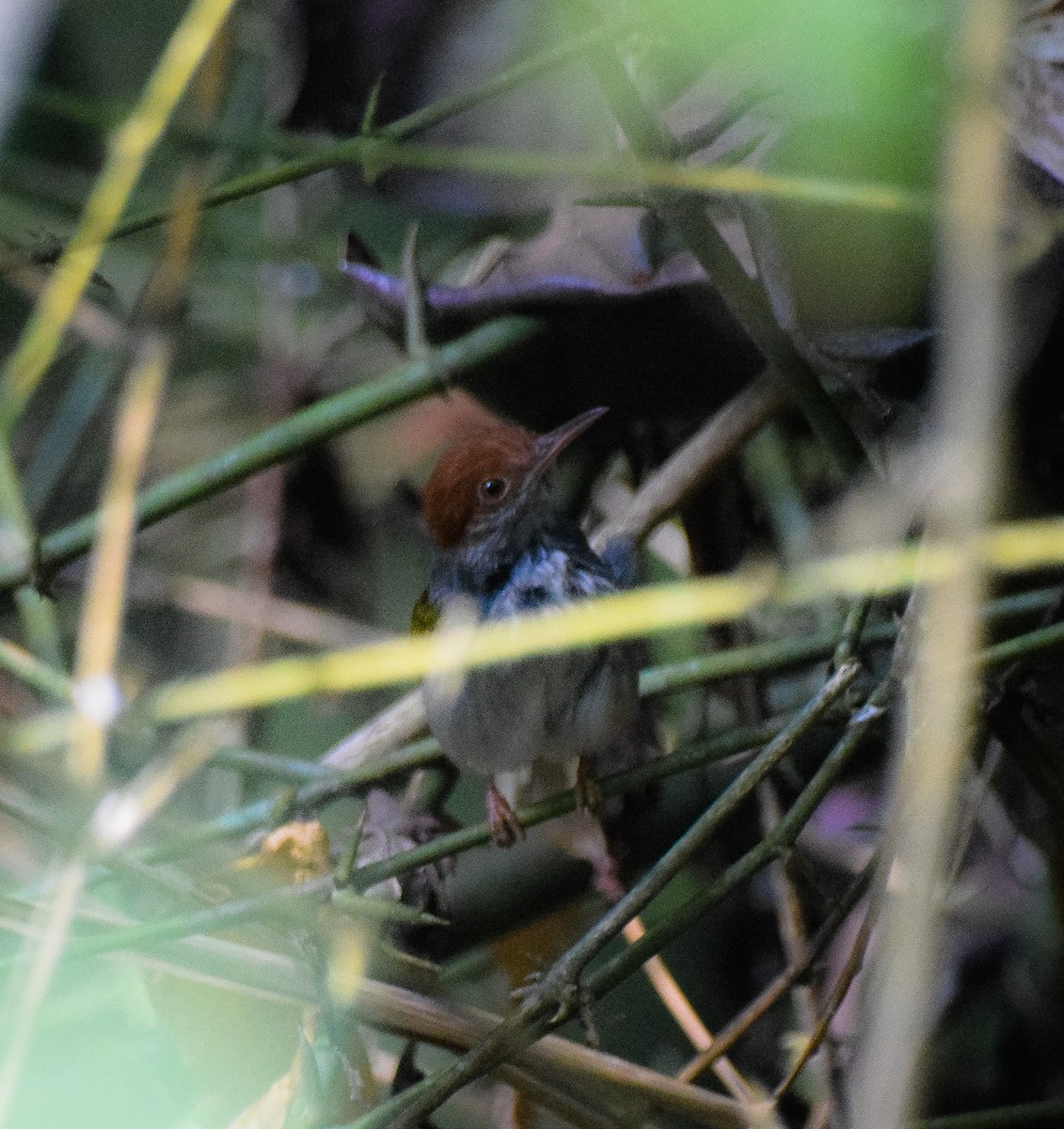 Gray-backed Tailorbird - ML55175231